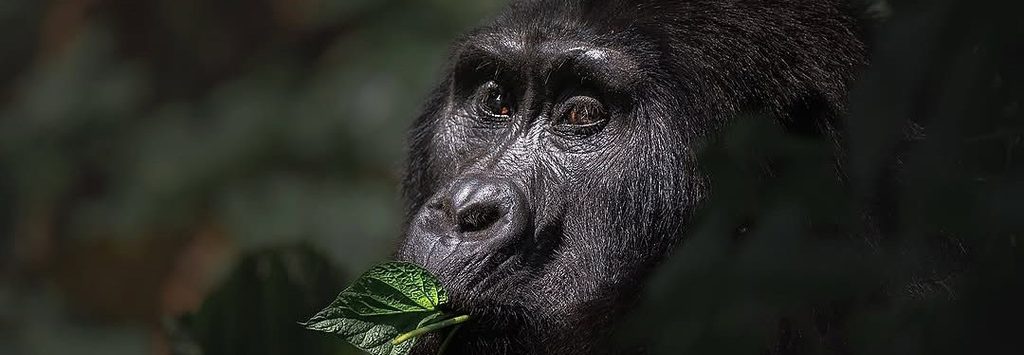 Mountain gorilla in Bwindi Impenetrable Forest. 