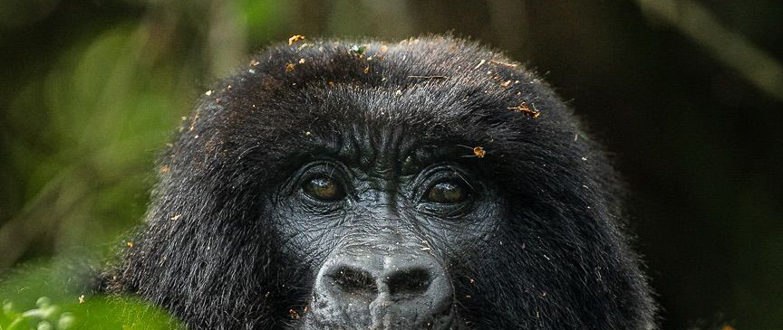 Mgahinga Gorilla National Park is a national park in southwestern Uganda.