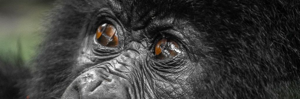 Mountain gorilla in Bwindi Impenetrable Forest.